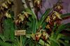 Dresden-Orchideen-Ausstellung-120331-DSC_0260.JPG